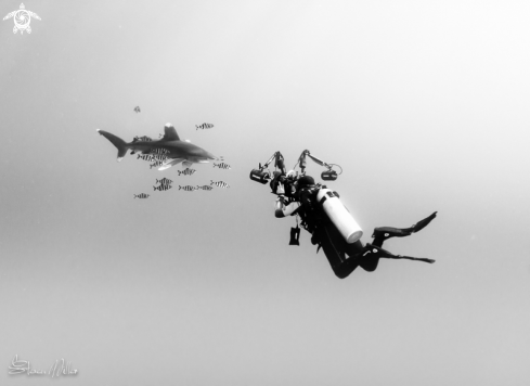 A Oceanic White Tip