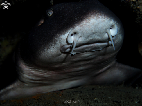 A nurse shark