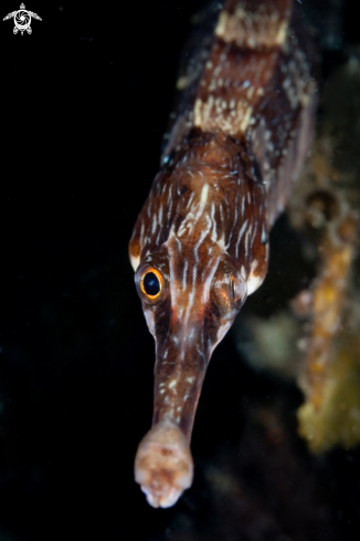A Sygnathus rostellatus | Lesser pipefish