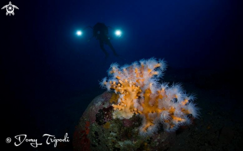 A dendrophyllia ramea | dendrophyllia ramea