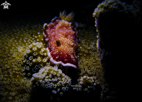 A Goniobranchus reticulatus | Nudibranch