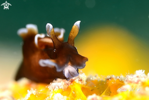 A Freckled Sea Hare