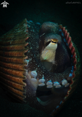 A Coconut Octopus