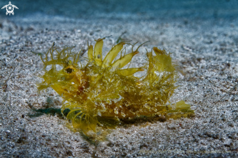 A Ambon Skorpion Fish