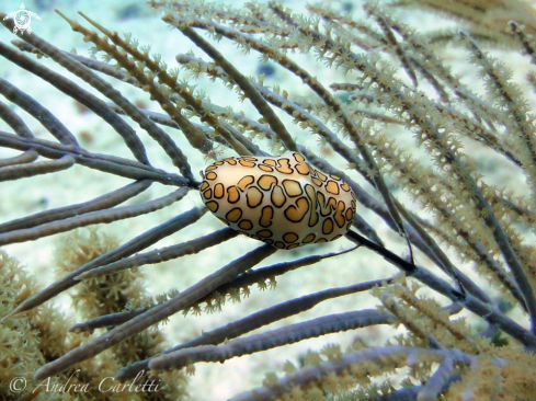 A Flamingo tongue snail