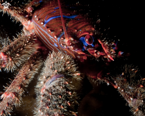 A Galathea strigosa  | Squat Lobster