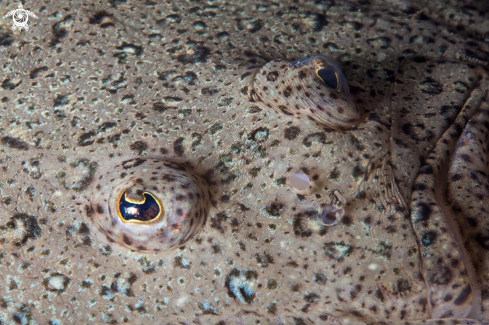 A Turbot