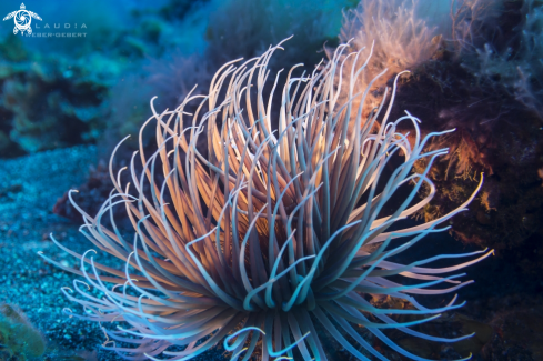 A anemone