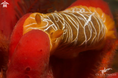 A Scribbled Nudibranch