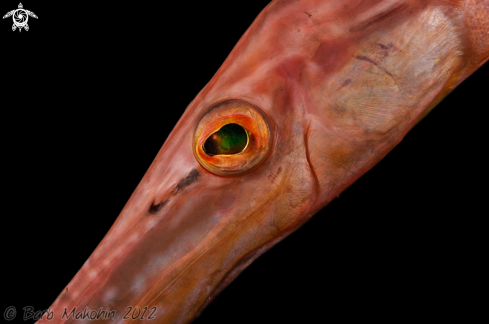 A Aulostomus chinensis | Trumpetfish