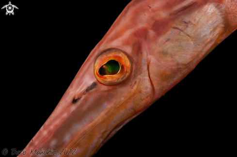 A Trumpetfish