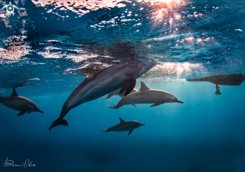 A Spinner Dolphins