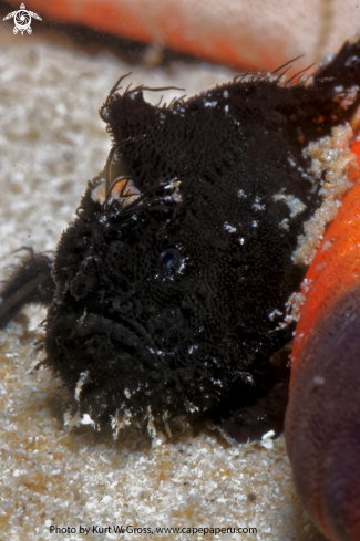 A Hairy Froggfish