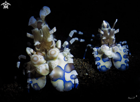 A Harlequin shrimp