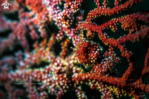 A Manipontonia psamathe (de Man, 1902)  | Seafan shrimp, Translucent Gorgonian Shrimp, Commensal Shrimp