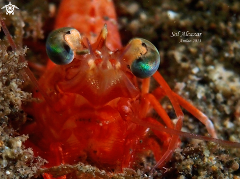 A underwater creature