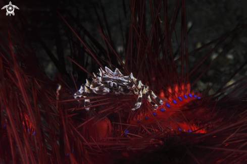 A Zebrida or zebra crabs