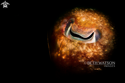 A Cuttlefish Eye