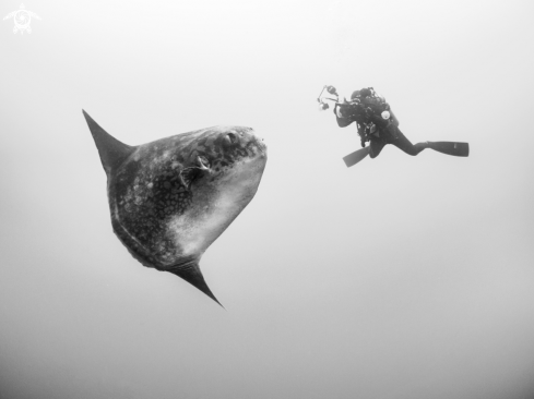 A Southern Ocean Sunfish