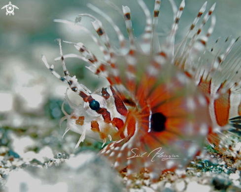 A Lionfish