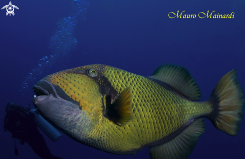 A Giant triggerfish