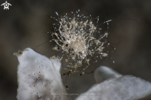 A Skeleton Shrimp