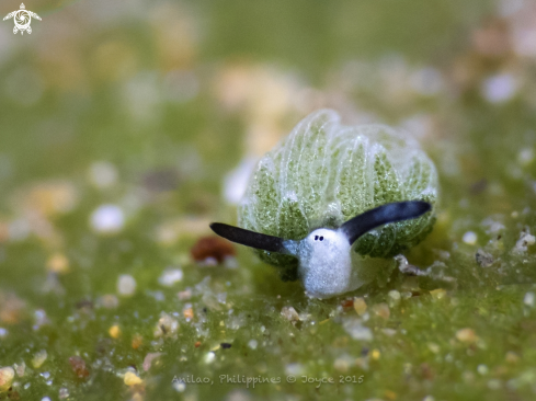 A Sheep Nudi