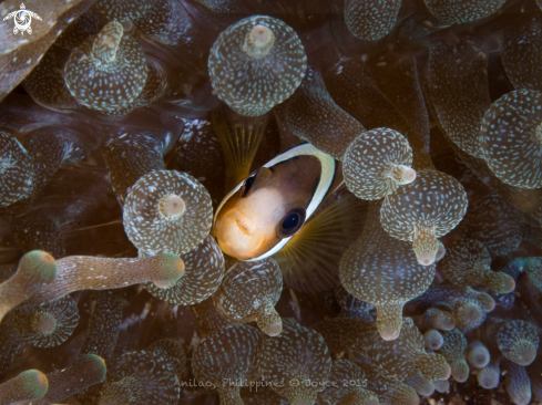 A Clownfish