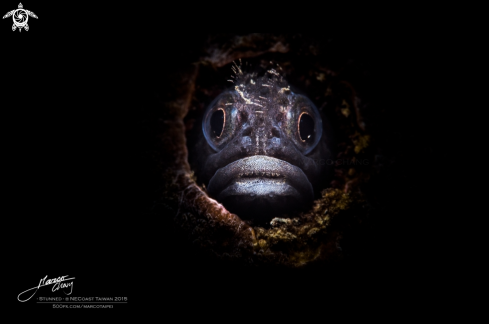 A blenny fish