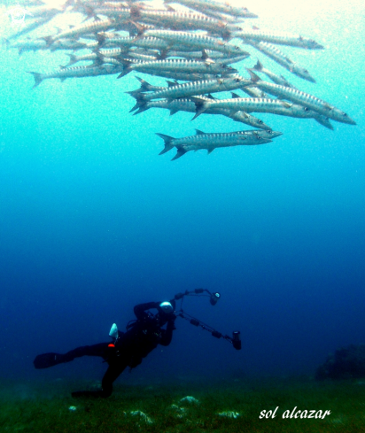 A barracuda