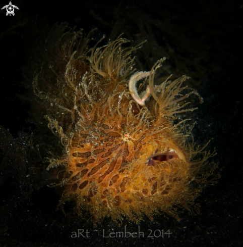 A Frogfish