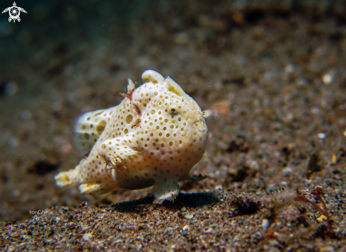 A Juv. Frog fish