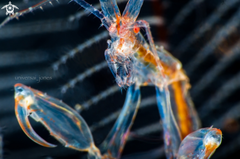 A Skeleton Shrimp