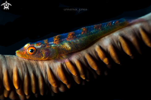 A Whip Coral Shrimp