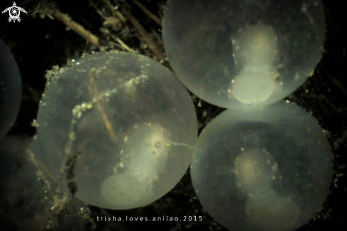 A Flamboyant cuttlefish eggs