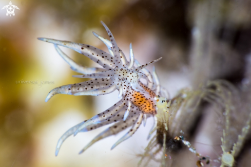 A Eubranchus sp