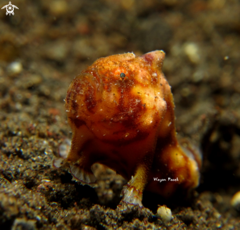 A Frogfish