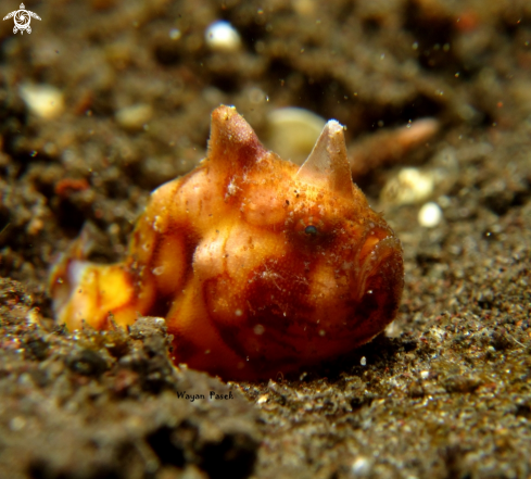 A Frogfish