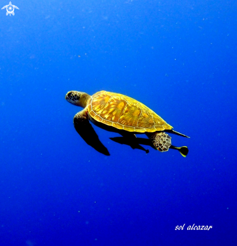 A green turtle