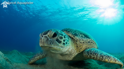 A Green Turtle