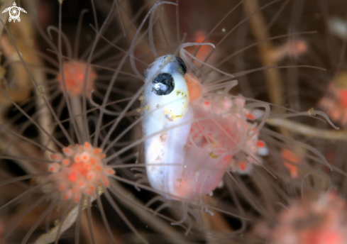 A Hydroid & Goby