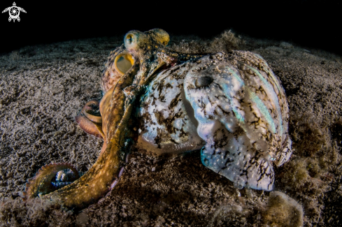 A Octopus vulgaris and Sepia officinali | Polpo mangia seppia