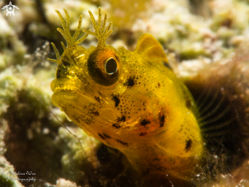 A Acanthemblemaria aspera | Roughhead blenny