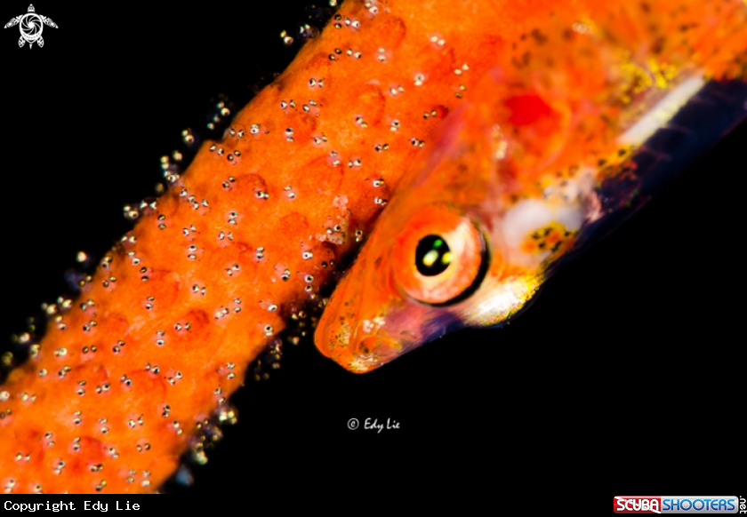 A Goby with eggs
