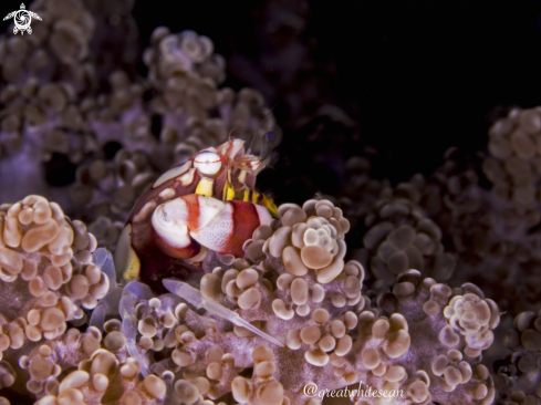 A Red and white harlequin crab