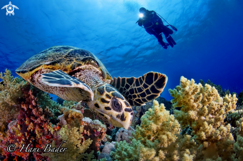 A hawksbill turtle