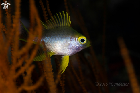 A Golden Damselfish, juv.