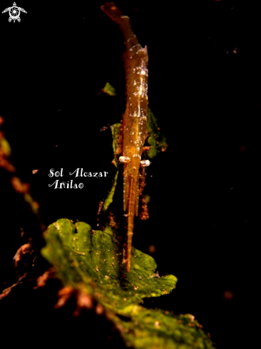 A sawblade shrimp