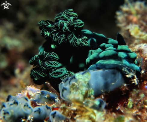 A Nembrotha