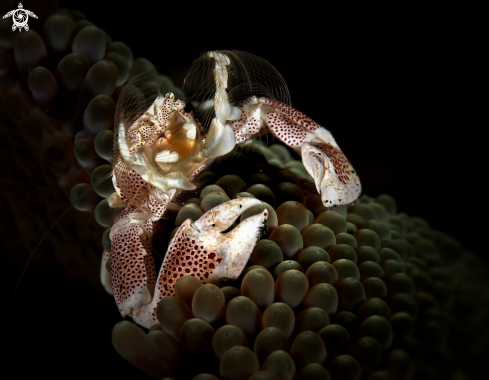 A Porcelain Crab